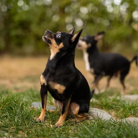 гнездото The Nest 2 Holiday home *