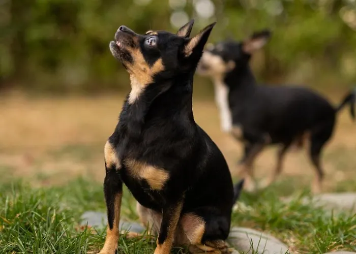 гнездото The Nest 2 Hébergement de vacances *