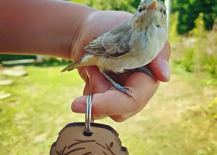 гнездото The Nest 2 Hébergement de vacances